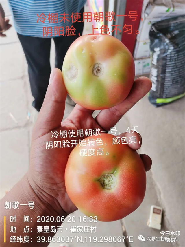 意外驚喜，《朝歌一號》不光解決西紅柿陰陽臉，還能能讓土壤踩上去軟軟的！