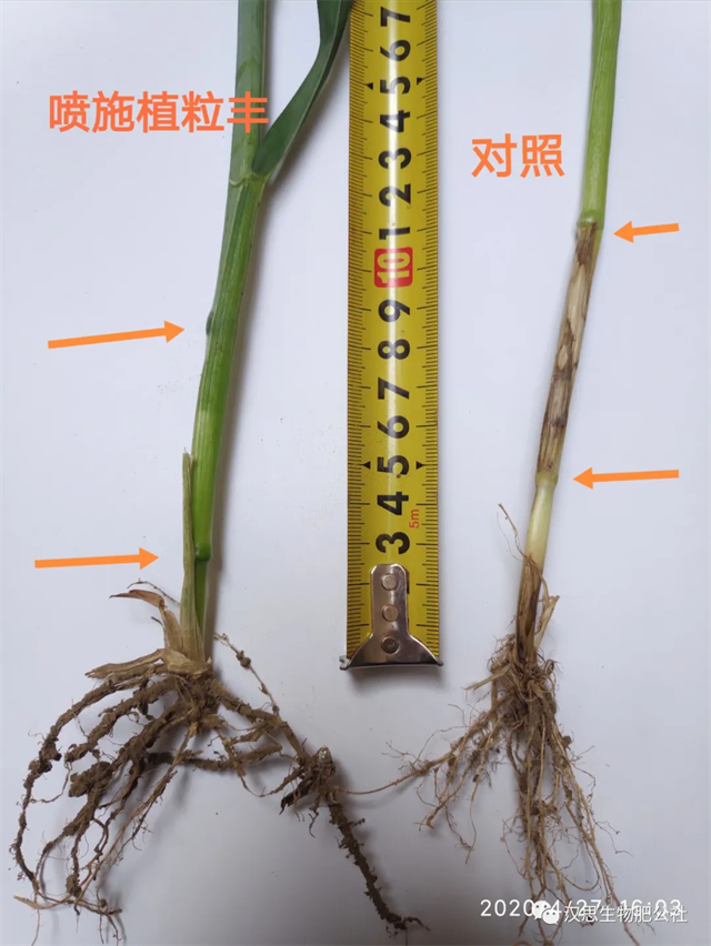 當(dāng)磷酸二氫鉀遇上氨基酸水溶肥，“黃金搭檔”增產(chǎn)很輕松產(chǎn)很輕松
