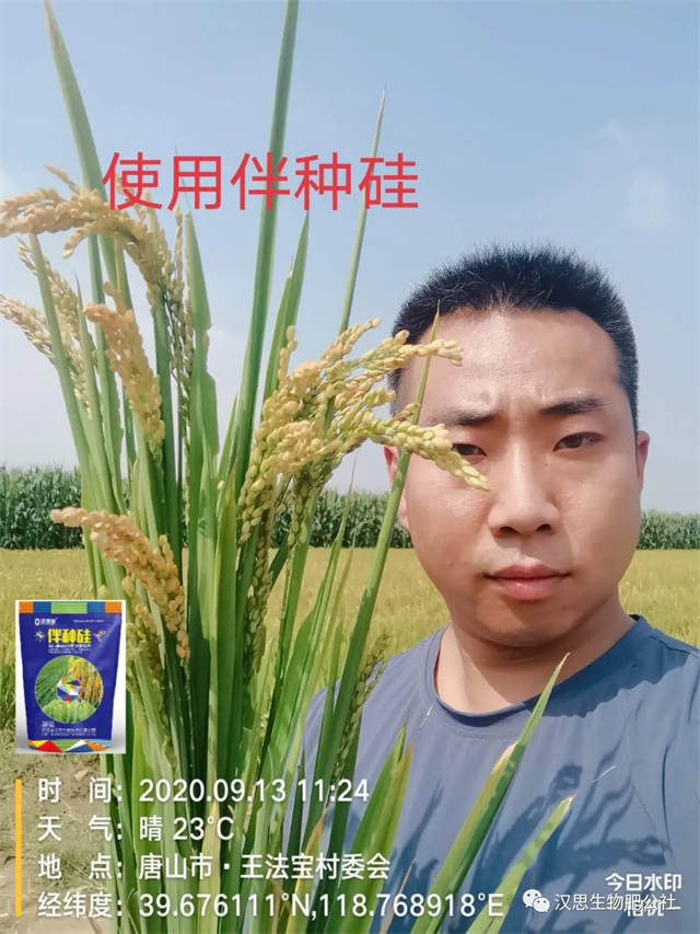 土壤帶菌，種子侵染，小麥水稻根莖基腐病咋防治？