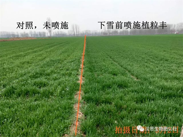 當(dāng)磷酸二氫鉀遇上氨基酸水溶肥，“黃金搭檔”增產(chǎn)很輕松產(chǎn)很輕松