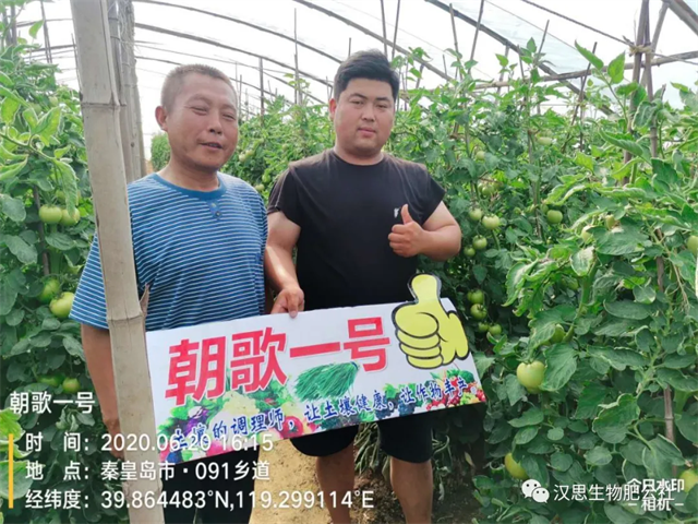 意外驚喜，《朝歌一號》不光解決西紅柿陰陽臉，還能能讓土壤踩上去軟軟的！