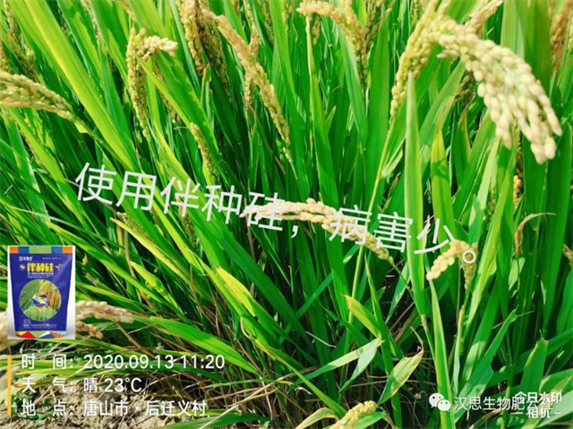 土壤帶菌，種子侵染，小麥水稻根莖基腐病咋防治？