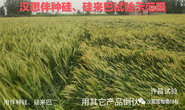 大風(fēng)出現(xiàn)，王者顯現(xiàn)：伴種硅抗倒增產(chǎn)效果獲集體點(diǎn)贊！