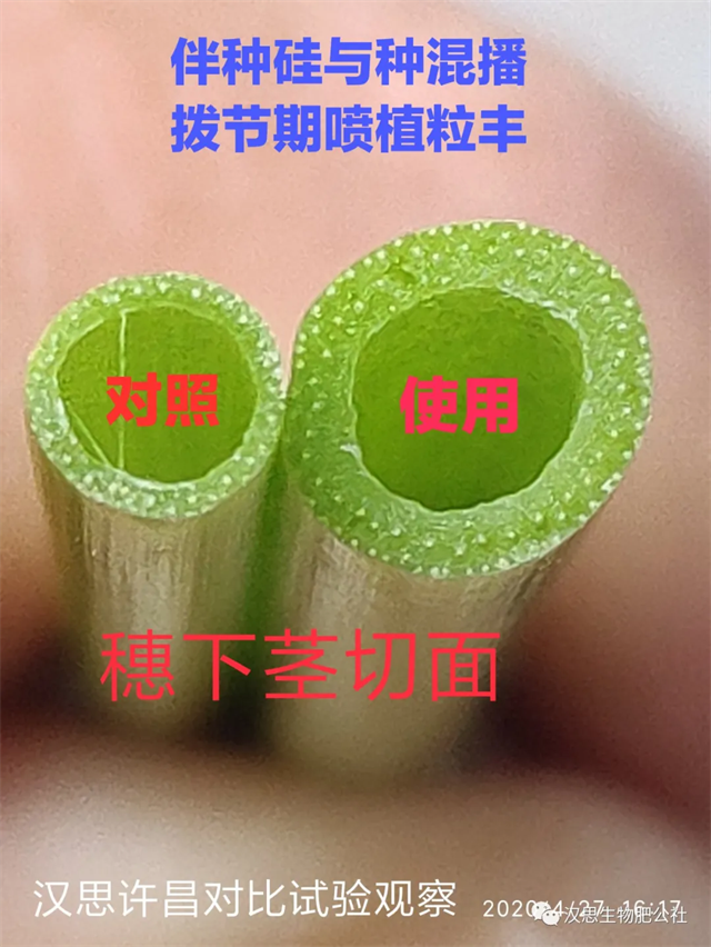 當(dāng)磷酸二氫鉀遇上氨基酸水溶肥，“黃金搭檔”增產(chǎn)很輕松產(chǎn)很輕松