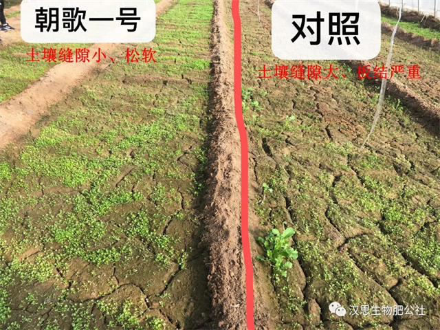 意外驚喜，《朝歌一號》不光解決西紅柿陰陽臉，還能能讓土壤踩上去軟軟的！