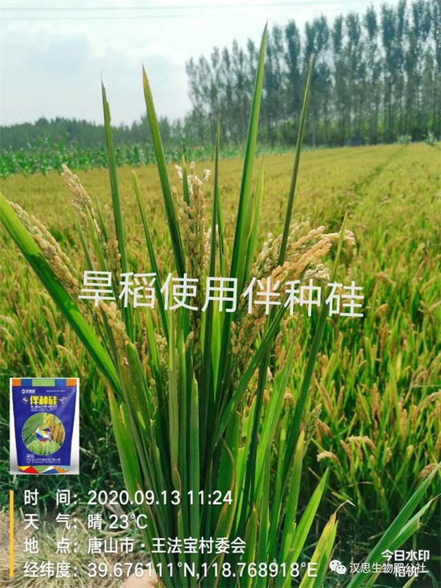 土壤帶菌，種子侵染，小麥水稻根莖基腐病咋防治？