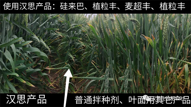 大風(fēng)出現(xiàn)，王者顯現(xiàn)：伴種硅抗倒增產(chǎn)效果獲集體點(diǎn)贊！