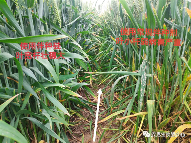 大風(fēng)出現(xiàn)，王者顯現(xiàn)：伴種硅抗倒增產(chǎn)效果獲集體點(diǎn)贊！