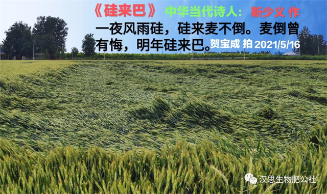 大風(fēng)出現(xiàn)，王者顯現(xiàn)：伴種硅抗倒增產(chǎn)效果獲集體點(diǎn)贊！