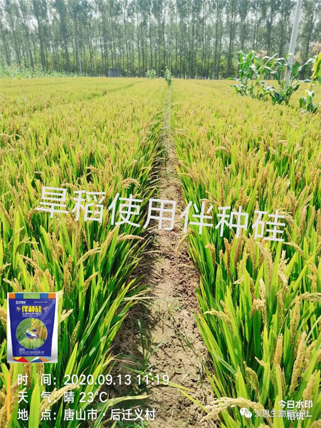土壤帶菌，種子侵染，小麥水稻根莖基腐病咋防治？